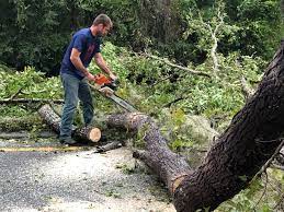 How Our Tree Care Process Works  in  Lazy Mountain, AK